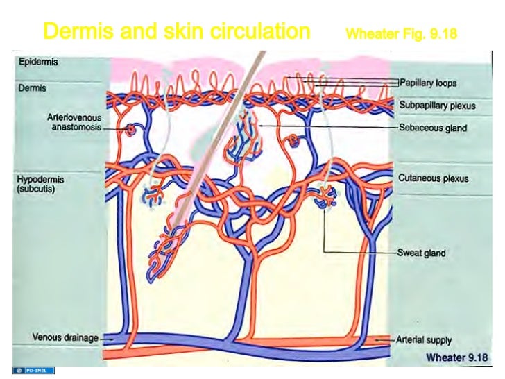 skin circulation skin circulation